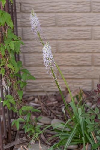 Photograph of a wild hyacinth (Camassia scilloides) plant with two long stems ending in a large, conical inflorescence. This species has long, pointed green leaves that droop as they become longer and form a small bush at its base. The plant is in a bed of brown mulch with a tan wall in the background and a rust-patina trellis covered in vivid green leaves in the left frame. Wild hyacinths have white flowers with a subtle purplish grey tint. Each flower has five pointed petals arranged in a star pattern that radiate from a center with five white stamens with bright yellow anthers and a bright yellow-green pistil with a white stigma.