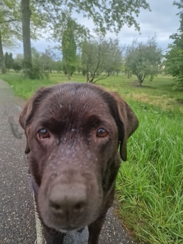 A  chocolate brown Labrador with greying snout, standing on a pathway, looking partially at the camera, hoping to get a snack. Some trees and grass on the side and background.