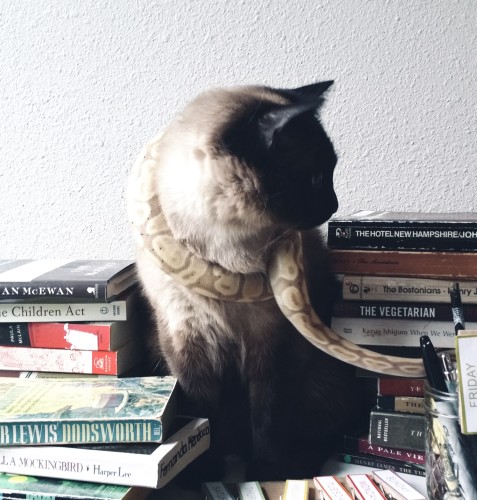 Brontë sitting among books and other things, looking casually to the side while Lars is around her neck.