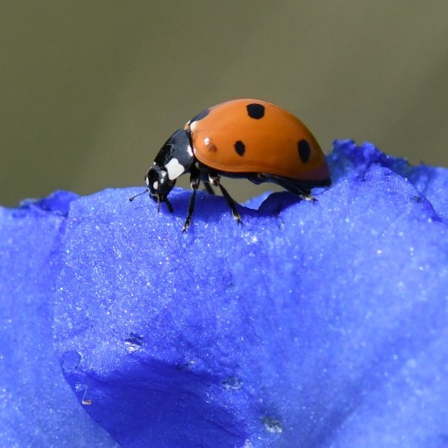 Ladybug walking on the edge of a blue flower petal