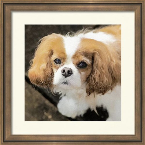 A close-up portrait showcases a Cavalier King Charles Spaniel with expressive, dark eyes and a mix of white and chestnut fur. The dog's ears are long and feathered, enhancing its gentle and approachable demeanor. I processed this photograph of my cute little Cavalier with several digital pastel and pencil layers to give a painterly effect.