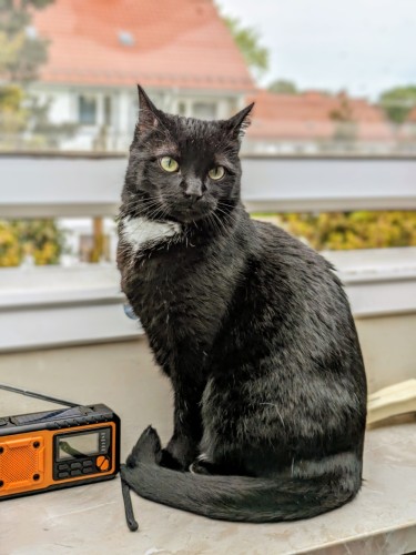 Pete, the black cat is sitting in front of a slightly open window.  A small orange radio can be seen next to him on the windowsill.