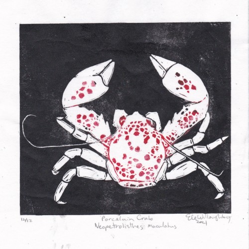 This is a hand-printed lino block print in black and red ink on white Japanese kozo (or mulberry) paper of a porcelain crab, Neopetrolisthes maculatus. Each print is 8” by 8” and printed by hand. It is white with red polka dots on a black background