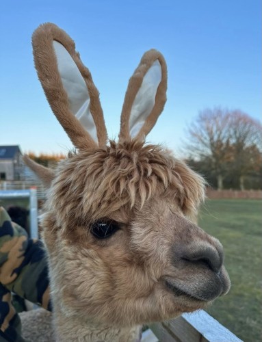 bunny ears on a very cute llama 