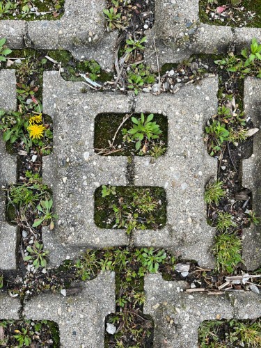 A close up photo of brick paving stones with square openings that contain moss and other plants.