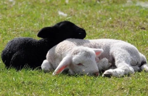 Black and white lamb laying on grass with each other after listening to a TED talk about the dangers of AI.