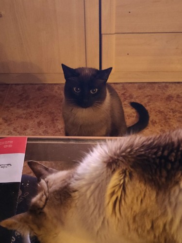 Lois, the siamese cat staring at Chini as he eats his food.