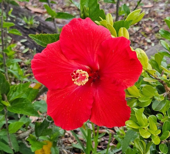 Close up of a large red Hibiscus flower against green background.