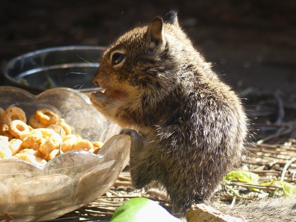 A very tiny baby ground squirrel perches on the edge of a small glass bowl full of cheerios, holding one up to its mouth nibbling