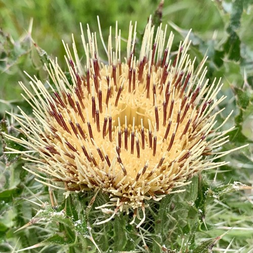 Close-up of a blooming thistle flower with spiky leaves and a yellow center surrounded by sharp brown-yellow striped bristles.

It looks like a hedgehog rolled up into a ball but with a small hollow center for the stamens.