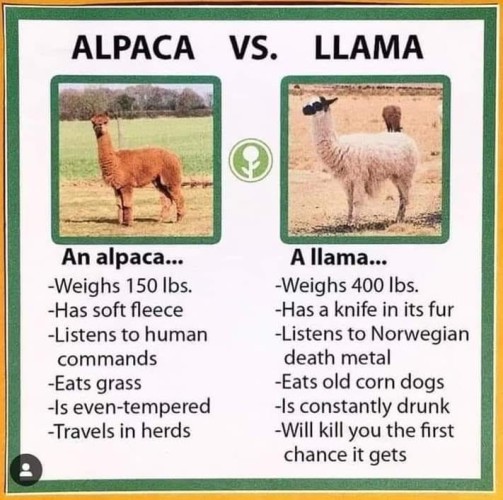 Meme with a photo of an Alpaca and a Llama comparing the two.

ALPACA VS. LLAMA 
An alpaca... -Weighs 150 lbs. -Has soft fleece -Listens to human commands -tats grass -Is even-tempered -Travels in herds 

A llama... -Weighs 400 lbs. -Has a knife in its fur -Listens to Norwegian death metal -Eats old corn dogs -Is constantly drunk -Will kill you the first chance it gets