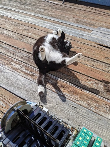 Photo of a large black and white cat rolling onto his back on the back porch with his mitts in the air, part of a Wurlitzer jukebox is in the photo.