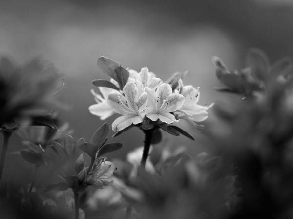 Black and white photo of the blossoms of an Azalea bush. The image is taken through the leaves of the bush with the out of focus leaves forming a frame around the bright blossoms in the center. The background is light gray and out of focus.
