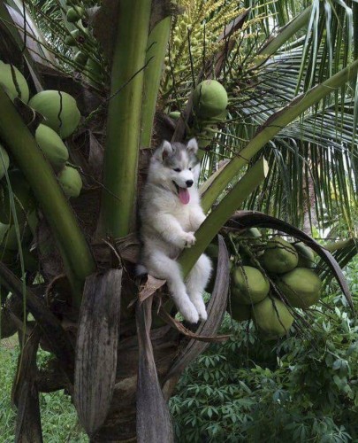 Dog on tree having fun