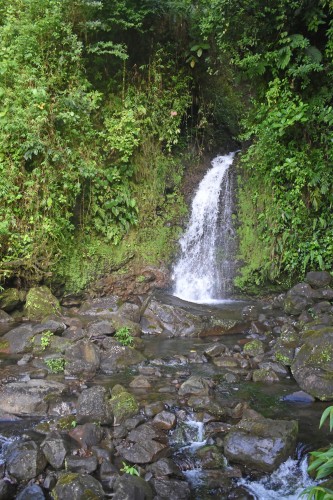 Small cascade falling from a dense green hedge onto volcanic rocks and pools of runoff with green vines and trees