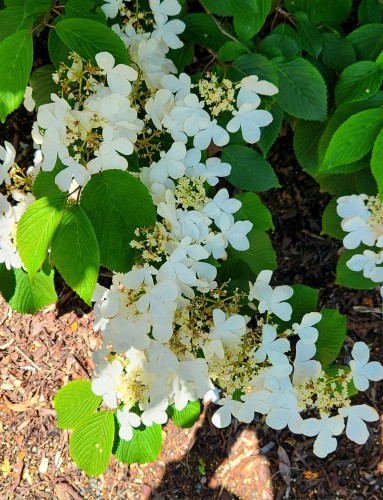 These white flowers were growing on a huge tree. It was beautiful. These are in and out of the shade.