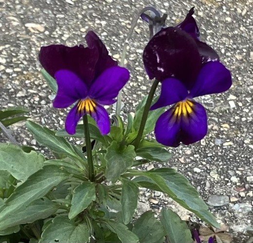 Two violets amidst a bunch of pavement, making their little spot look lovely.