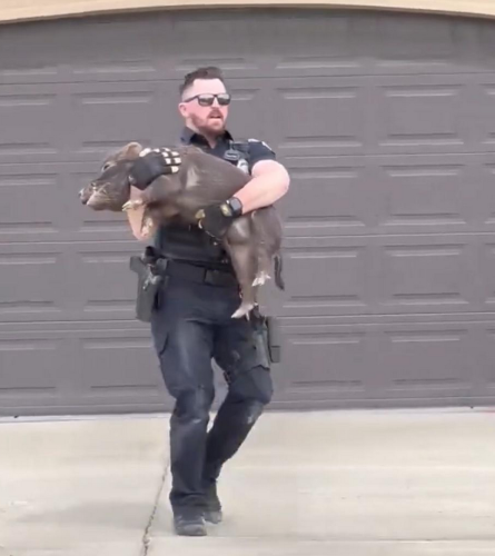 a cop holding a pig (the animal)