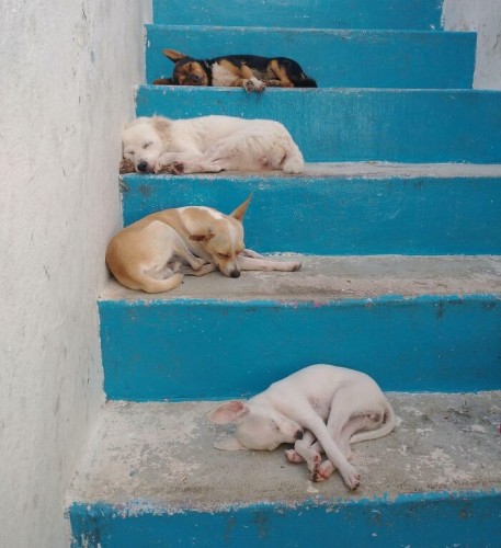 4 Dogs taking a naps on stairs. They've been studying all night for finals and one of them is thinking of leaving school.