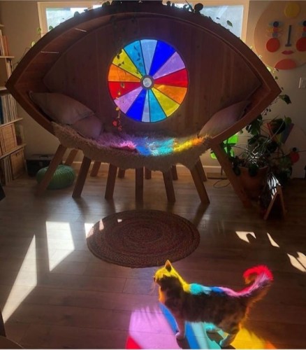 Cat with rainbow light refracted in room.