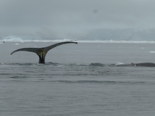 T shaped tail on the left with the top of the body of a whale partially exposed on the right immersed in the sea with a strip of icebergs in the distant background. The tail has a speckled white surface providing sufficient detail to allow such whales to be individually identified 