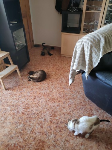 First of four pictures showing the living room in the entrance area, with shelves around the door frame, and three cats on the tiled floor.