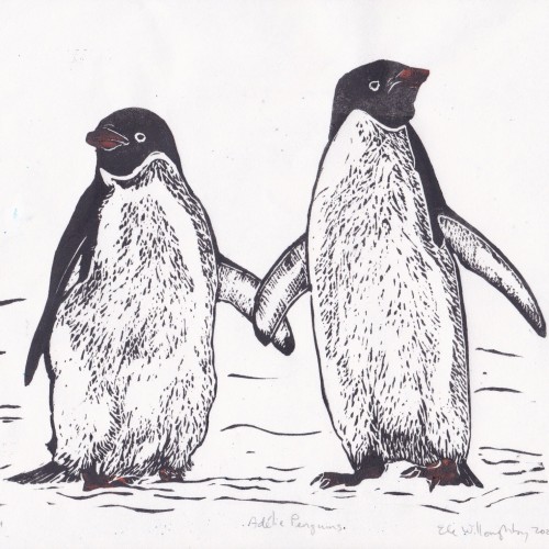 As described, my linocut shows two Adélie penguins (Pygoscelis adeliae). They are hand printed in black ink with a hint of orange on white Japanese kozo (or mulberry) paper. Each print is 12.5" by 9.25" (31.8 cm by 23.5cm).