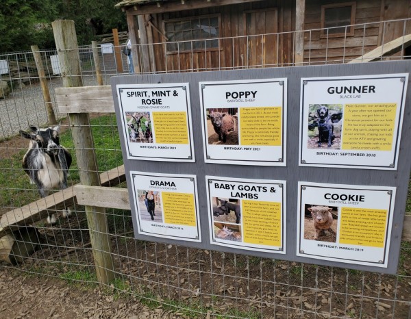 Photos with names & info about all the regular farm animals you'll see & meet at the petting zoo at the honey farm. There's a Nigerian dwarf goat, looking at camera, standing in fenced paddock to far left.