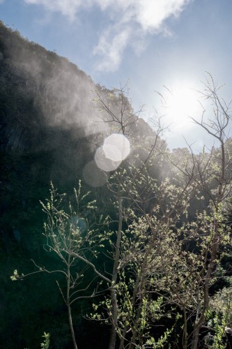 Photo taken against the sunlight in the foreground a small tree with small leaves, in the background sun, cliffs and a mist of water
