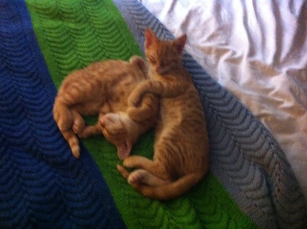 Scooby & Sibby (ginger Tabby's) frolicking on their kingdom size bed.