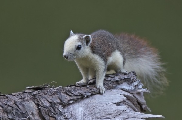 a photo of a white and brown squirrel, standing on a branch, a blurred green forest background, the squirrel has large cute black eyes 