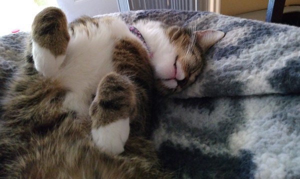 A tabby cat is sleeping on her back on her fuzzy grey and white blankets.  Her two white mittens are up in the air.  Her head is upside down, snuggling into the soft blankets.