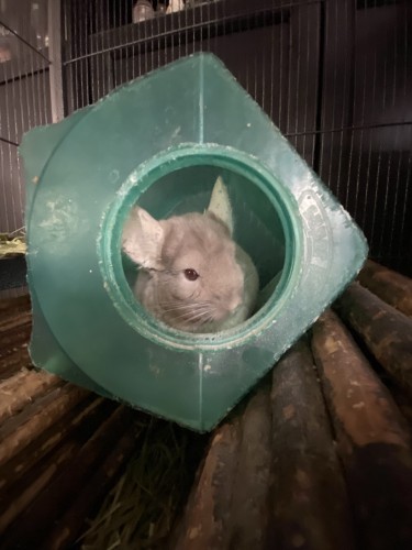 A chinchilla peeking out from a dust bath inside a cage.