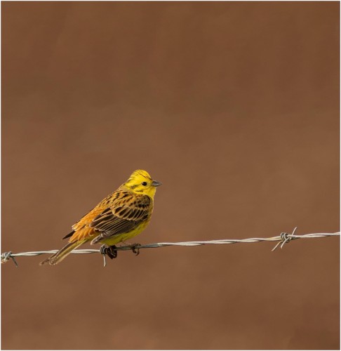 Yellow bird perched on barbed wire against a plain brown background.