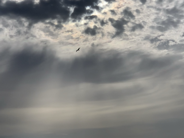 A silhouette of a seagull wheeling through the rays of sun filtering through clouds of white and steel gray with a hint of a prism effect where the sun is trying to break through 