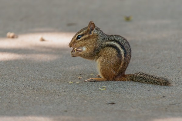 Photograph of a chipmunk (Likely an Eastern chipmunk) sitting upright on smooth pavement. The scene is in shadow with a few patches on sunlight. The chipmunk is holding some sort of seed in its hands close to its mouth indicating it is feeding. At the chipmunk's feed are bit of the seed it has discarded. This species of chipmunk has a grey back and brown sides that are separated by stripes that start at the shoulder and extend down to the tail. There are three stripes and the stripe pattern is black on top of cream on top of black. This species has a grey-brown tail, a white belly, chest, and neck, large ears, large, dark eyes, round ears, a grey cap, and a typical rodent muzzle. This species also also has a striped mask that starts in front of the eyes and extends to the ears. The stripe pattern is cream on top of dark brown on top of cream with the eye located in the brown stripe.
