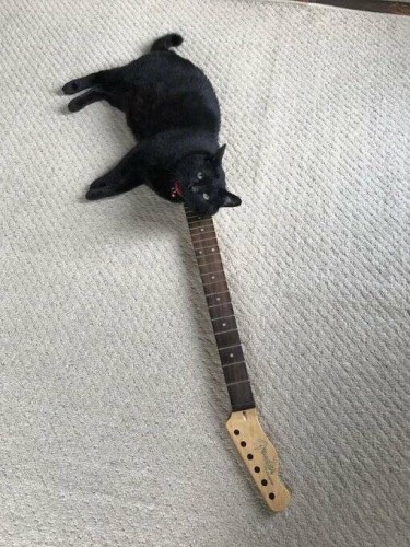 Kitty on a guitar