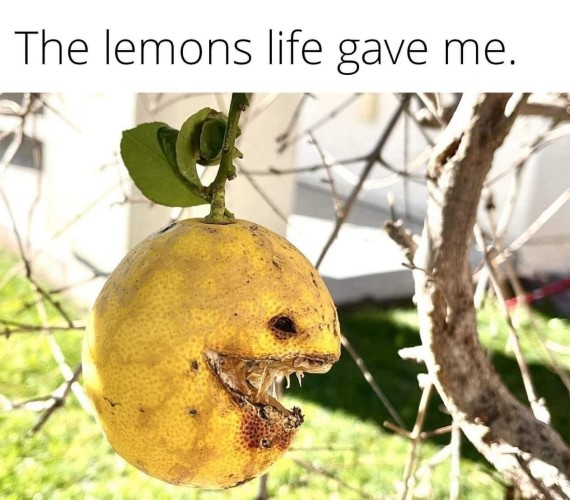Text: The lemons life gave me.

[Picture is of a lemon hanging on a tree but it's broken open and the exposed rind & fruit looks like an open mouth with teeth smiling menacingly, and a bruised portion of the fruit looks like an eye]