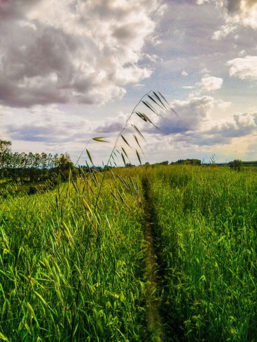 This photo, titled "Primum inter Pares," showcases a bucolic landscape, capturing the essence of the countryside. A trail meanders through a vibrant green field of tall grasses, bending gently with the breeze. The focus is on a few strands of grass, standing slightly taller than their companions, symbolizing leadership and equality. They arc elegantly against a dramatic backdrop of a cloudy sky that blends shades of white, grey, and a hint of blue. The overall atmosphere is one of peaceful coexistence within the natural world.