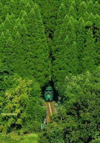 Un tren verde sale de un túnel cubierto por un denso bosque.