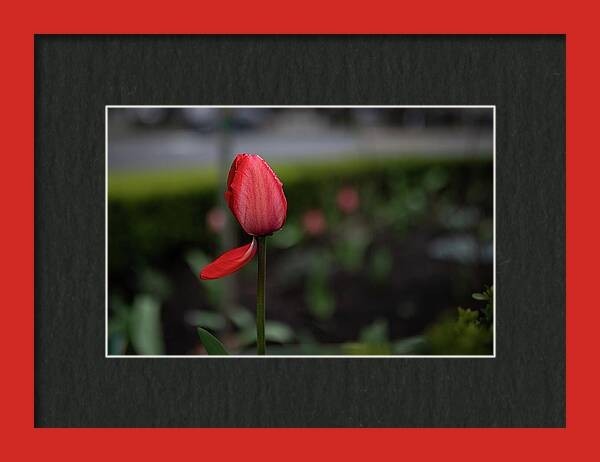 A single red tulip- the symbol of Spring- with delicate drops of water on its petals stands out sharply against a blurred background of a park. Its vibrant color contrasts with the dark soil and green foliage surrounding it, drawing the viewer's attention to its natural beauty.
Photographed in Bellevue, Washington in March 2024