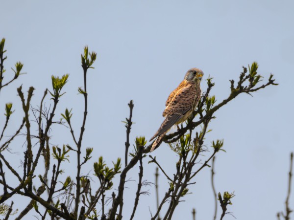 A Kestrel - a small bird of prey with an orange back, grey head and yellow eye ring and beak - perched near the top of a tree.
