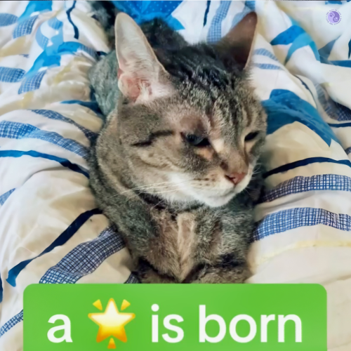 A head on photo of a cat stretched on their belly with forelegs hidden under a graphic saying "A star is born" with a graphic of a yellow bright star as the word, illustrating Old Cat, New Tricks.