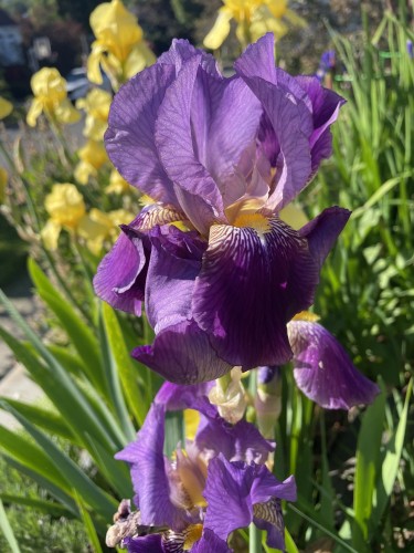 A purple Iris flower with streaks of yellow on the lower petals.  Yellow irises in the background