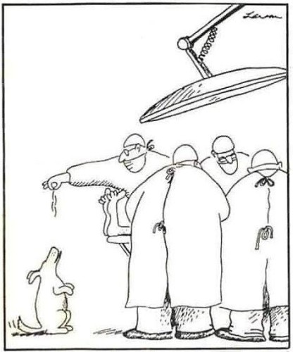 Far Side comic by Gary Larson, showing an operating room scene during surgery. One of the surgeons is turned away from the table and is dangling a bit of "table scraps". There is a dog sitting on the floor, tail wagging, while waiting for the treat to drop. 