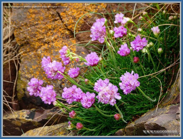 A group of sea pinks, the pink contrasting with yellow lichen on the rock behind, and the green of the foliage.