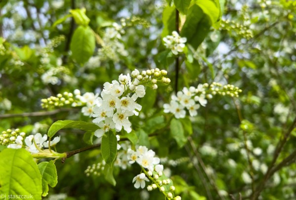 Białe kwiaty na krzewie z zielonymi liśćmi, niektóre pąki rozwijają się, naturalne światło dzienne.