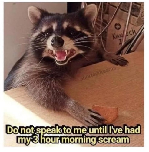 Picture of a raccoon with its mouth open sitting on a chair at a table. Text says: "Do not speak to me until I've had my 3 hour morning scream."