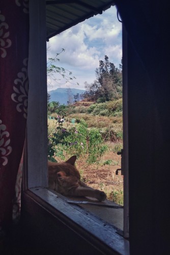 An orange cat sleeping outside a window. The background is hills and a cloudy sky.