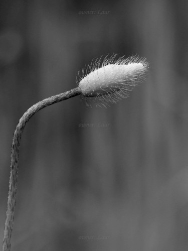 Nature, flower, black and white, photo